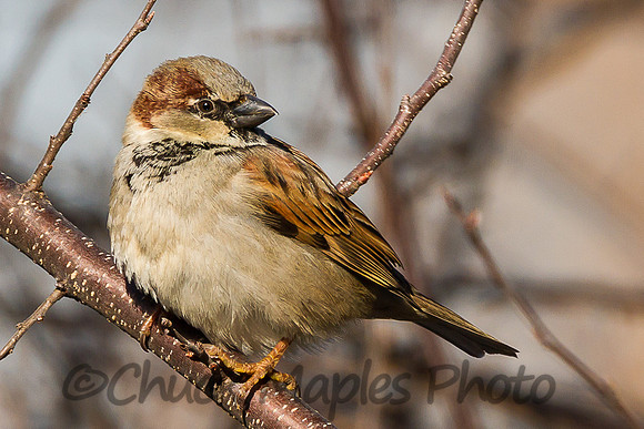 Sparrow
