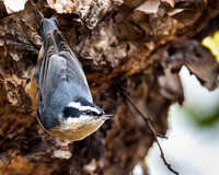 Nuthatch on Birch Tree