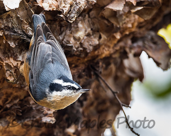 Nuthatch on Birch Tree