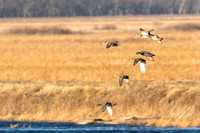 Mallards in Flight at Squaw Creek