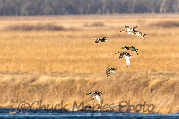 Mallards in Flight at Squaw Creek
